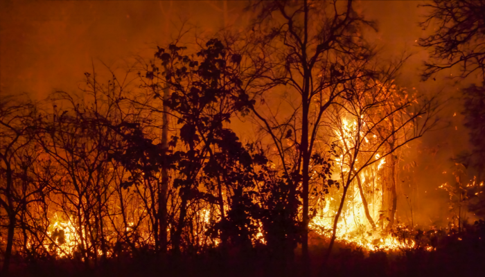 Los Angeles wildfires: A Cautionary Tale for Canadian Municipalities