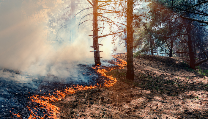 City of Los Angeles Wildfires: One Year Later